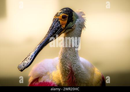 Ein Rosenlöffelschnabel in einer natürlichen Umgebung Stockfoto