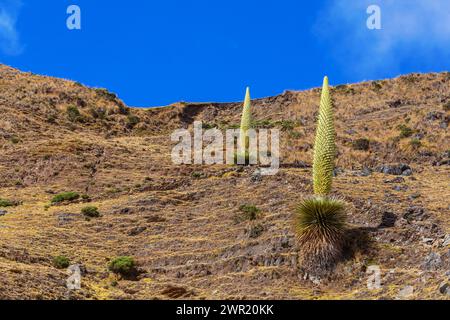 Puya Raimondii Pflanzen hoch in den peruanischen Anden, Südamerika. Stockfoto