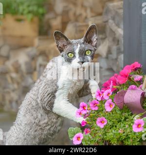 Devon Rex zweifarbige Katze, die draußen in einem Garten mit rosa Blumen spielt und neugierig mit wunderbaren farbigen Augen blickt, Deutschland Stockfoto