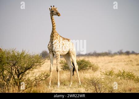 Giraffe auf den offenen Ebenen Afrikas Stockfoto
