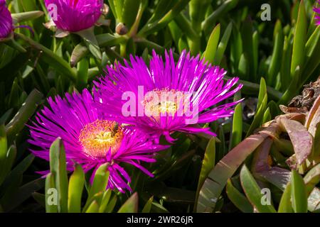 Wunderschöne rosa Blumen an einem sonnigen Maitag in Kroatien Stockfoto