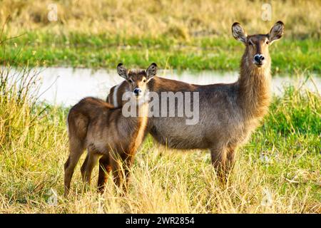 Ein weibliches Wasserbock, das im Gras neben einem Fluss steht, mit seinem Kalb an seiner Seite Stockfoto