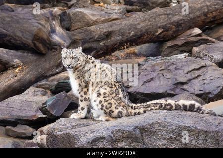 Schneeleopard (Panthera uncia), auch bekannt als die Unze Stockfoto