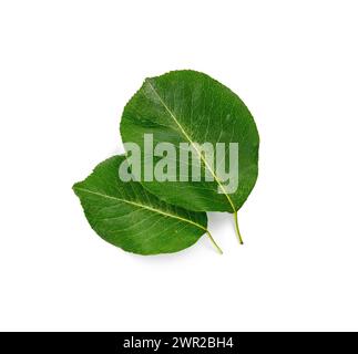 Grüne Birnenblätter isoliert auf weißem Hintergrund. Stockfoto