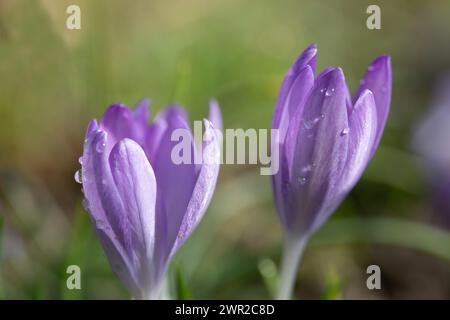 Nahaufnahme von zwei Blüten des violetten Krokus, die noch halb geschlossen sind. Da sind kleine Tropfen auf den Knospen. Im Hintergrund scheint die Sonne auf Stockfoto