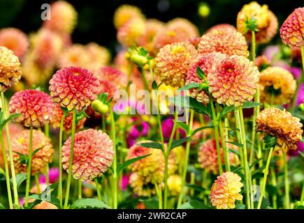 Leuchtende orange und gelbe Dahlien blühen in einem Garten neben einem Haus Stockfoto