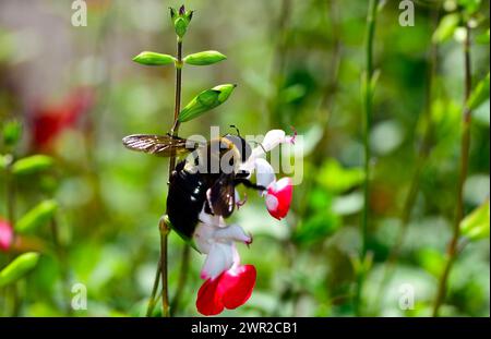 Eine Eastern Carpenter Bee auf 'Hot Lips' salvia Stockfoto