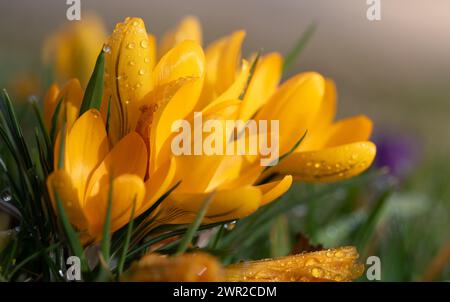 Nahaufnahme der Blüten des hellgelben Krokus, die sich noch öffnen. Da sind kleine Tropfen auf den Knospen. Im Hintergrund scheint die Sonne Stockfoto