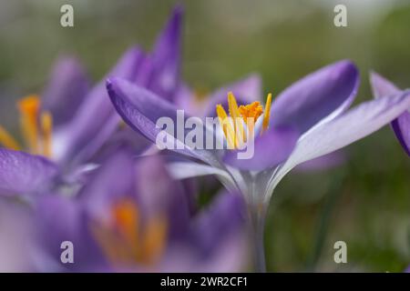 Nahaufnahme von blühendem violettem Krokus mit gelbem Pollen. Die Sonne scheint auf die Blumen. Andere Krokusse im Hintergrund. Stockfoto