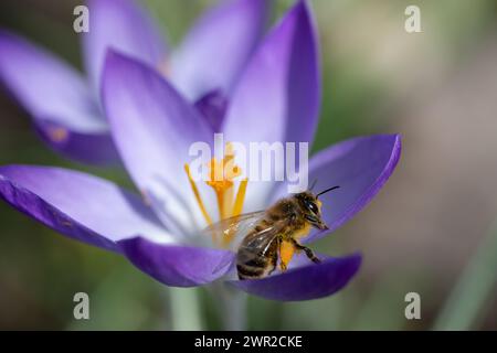 Nahaufnahme einer kleinen Honigbiene, die auf einem Krokusblatt sitzt. Die Blume ist violett. Die Biene ist mit gelben Pollen bedeckt. Stockfoto