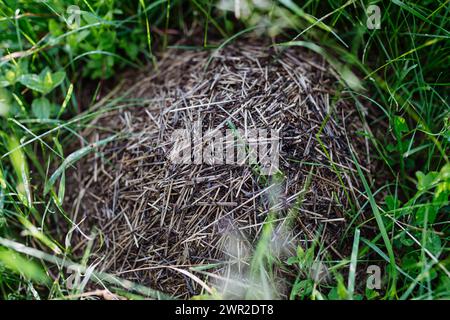 Natürliche Ameisenhügel mit Ameisen in der Mitte der Wiese. Stockfoto