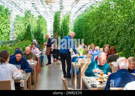 Fridheimar, Island - März 2024: Im Gewächshaus Tomatenfarm und Restaurant Stockfoto