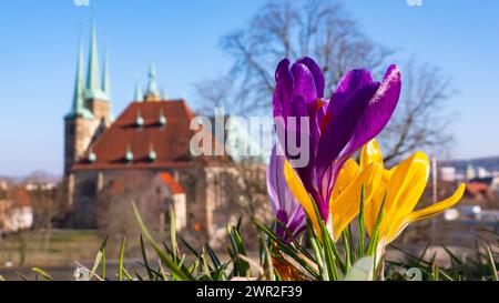 Krokusse bluehen am 09.03.2024 vor der Kulisse des Mariendoms und der St. Severi Kirche auf dem Gelaende der Festung Petersberg in Erfurt. Krokusse blühen am 9. März 2024 vor dem Hintergrund der St. Marienkathedrale und St. Severi-Kirche auf dem Gelände der Festung Petersberg in Erfurt. Suche: Deutschland Wetter Feature Wetterfeature Fruehling Fruehjahr Fruehblueher Fruehblueher Fruehlingswetter Wetterbild Wetterfoto Wetterfoto Aussenaufnahme Stadtansichten Tourismus Spaziergang Symbol Symbolfoto Natur Erholung Sonne tanken Freizeit Freizeitaktivitaet Freizeitaktivitaeten draussen frische Luft aktiv Stockfoto