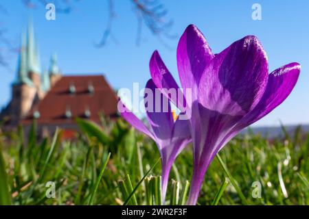 Krokusse bluehen am 09.03.2024 vor der Kulisse des Mariendoms und der St. Severi Kirche auf dem Gelaende der Festung Petersberg in Erfurt. Krokusse blühen am 9. März 2024 vor dem Hintergrund der St. Marienkathedrale und St. Severi-Kirche auf dem Gelände der Festung Petersberg in Erfurt. Suche: Deutschland Wetter Feature Wetterfeature Fruehling Fruehjahr Fruehblueher Fruehblueher Fruehlingswetter Wetterbild Wetterfoto Wetterfoto Aussenaufnahme Stadtansichten Tourismus Spaziergang Symbol Symbolfoto Natur Erholung Sonne tanken Freizeit Freizeitaktivitaet Freizeitaktivitaeten draussen frische Luft aktiv Stockfoto