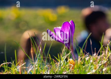 Krokusse bluehen am 09.03.2024 auf dem Gelaende der Festung Petersberg in Erfurt. Krokusblüten am 9. März 2024 auf dem Gelände der Festung Petersberg in Erfurt. Suche: Krokus Deutschland Wetter Feature Wetterfeature Fruehling Fruehjahr Fruehblueher Fruehblueher Fruehlingswetter Wetterbild Wetterfoto Wetterfoto Aussenaufnahme Stadtansichten Tourismus Spaziergang Symbol Symbolfoto Natur Erholung Sonne tanken Freizeit Freizeitaktivitaet Freizeitaktivitaeten draussen frische Luft aktive Alltag Aktivitaeten Sonnenschein warme Aussichtspunkte Fotopunkte Aussichtspunkt Menschen Freizeitbeschaeftigunge Stockfoto