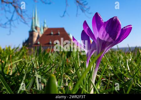 Krokusse bluehen am 09.03.2024 vor der Kulisse des Mariendoms und der St. Severi Kirche auf dem Gelaende der Festung Petersberg in Erfurt. Krokusse blühen am 9. März 2024 vor dem Hintergrund der St. Marienkathedrale und St. Severi-Kirche auf dem Gelände der Festung Petersberg in Erfurt. Suche: Deutschland Wetter Feature Wetterfeature Fruehling Fruehjahr Fruehblueher Fruehblueher Fruehlingswetter Wetterbild Wetterfoto Wetterfoto Aussenaufnahme Stadtansichten Tourismus Spaziergang Symbol Symbolfoto Natur Erholung Sonne tanken Freizeit Freizeitaktivitaet Freizeitaktivitaeten draussen frische Luft aktiv Stockfoto