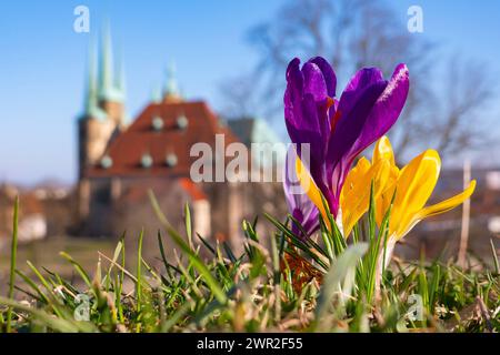 Krokusse bluehen am 09.03.2024 vor der Kulisse des Mariendoms und der St. Severi Kirche auf dem Gelaende der Festung Petersberg in Erfurt. Krokusse blühen am 9. März 2024 vor dem Hintergrund der St. Marienkathedrale und St. Severi-Kirche auf dem Gelände der Festung Petersberg in Erfurt. Suche: Deutschland Wetter Feature Wetterfeature Fruehling Fruehjahr Fruehblueher Fruehblueher Fruehlingswetter Wetterbild Wetterfoto Wetterfoto Aussenaufnahme Stadtansichten Tourismus Spaziergang Symbol Symbolfoto Natur Erholung Sonne tanken Freizeit Freizeitaktivitaet Freizeitaktivitaeten draussen frische Luft aktiv Stockfoto