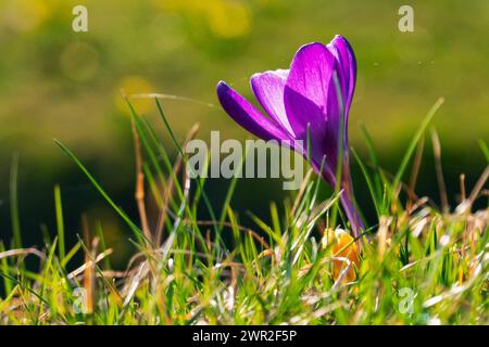 Krokusse bluehen am 09.03.2024 auf dem Gelaende der Festung Petersberg in Erfurt. Krokusblüten am 9. März 2024 auf dem Gelände der Festung Petersberg in Erfurt. Suche: Krokus Deutschland Wetter Feature Wetterfeature Fruehling Fruehjahr Fruehblueher Fruehblueher Fruehlingswetter Wetterbild Wetterfoto Wetterfoto Aussenaufnahme Stadtansichten Tourismus Spaziergang Symbol Symbolfoto Natur Erholung Sonne tanken Freizeit Freizeitaktivitaet Freizeitaktivitaeten draussen frische Luft aktive Alltag Aktivitaeten Sonnenschein warme Aussichtspunkte Fotopunkte Aussichtspunkt Menschen Freizeitbeschaeftigunge Stockfoto