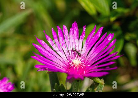 Lampranthus spectabilis Blüte Stockfoto