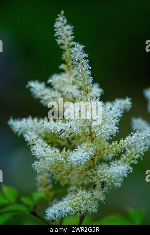 Weiße Blume von Astilbe Stockfoto