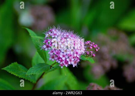 Spiraea japonica Blüte Stockfoto