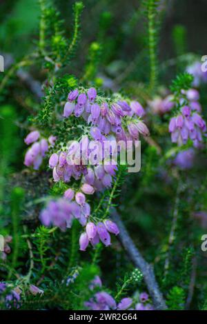 Erica tetralix Blüten Stockfoto