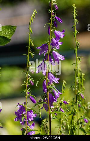 Campanula sibirica Blüte Stockfoto