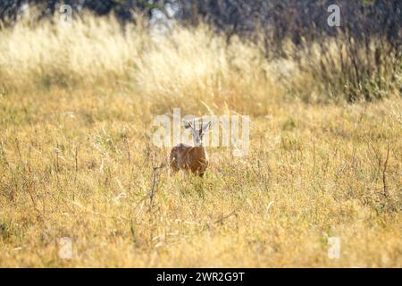 Männlicher Steinbock, der im Gras steht und auf die Kamera blickt Stockfoto