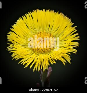 Gelbe Blume Tussilago farfara aka Coltsfoot isoliert auf schwarzem Hintergrund. Frühlingskraut aus Tschechien. Stockfoto