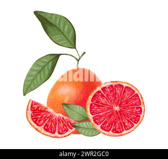 Grapefruitzitruszusammensetzung. Ganz und Scheiben mit Blättern aus natürlichen Produkten. Aquarell- und Markierungsillustration.ökologische Frucht.handgezeichnet isoliert A Stockfoto