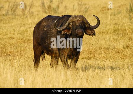 Einzelne männliche Gnus, die im Gras auf den offenen Ebenen Afrikas stehen. Stockfoto