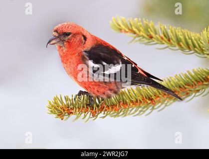 Weißer geflügelter Kreuzschnabel, der auf einem Tannenzweig im Wald in Kanada sitzt Stockfoto