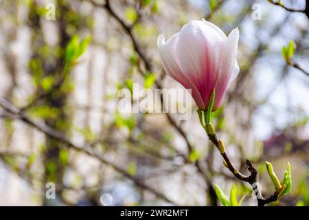Magnolienzweig in voller Blüte im Morgenlicht. Frühling Natur Hintergrund im Park Stockfoto