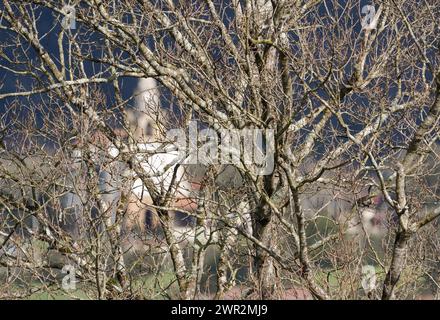 Die Kirche San Esteban de Galdames ist zwischen Bäumen nicht mehr im Fokus Stockfoto