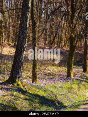 krokusblumen blühen auf der Glade. der Hintergrund des karpaten-Waldes im Frühling Stockfoto