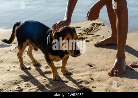 Salvador, Bahia, Brasilien - 9. März 2019: Ein Hund wird von einer Person am Strand von Ribeira in Salvador, Bahia, gestreichelt. Stockfoto