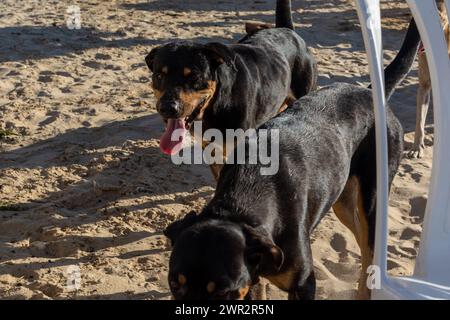 Salvador, Bahia, Brasilien - 9. März 2019: Hund wird am Strand von Ribeira in der Stadt Salvador, Bahia, verlassen gesehen. Stockfoto