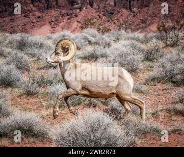 Dickhornschafe springen - Mojave Wüste große Hornböcke laufen im Tal des Feuers - Ovis canadensis Hörner Stockfoto