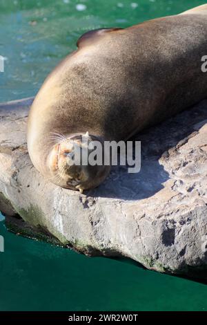 Seehunde entspannen auf einem Felsen am Wasser und genießen die Sonne. Stockfoto