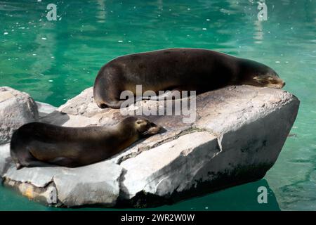 Seehunde entspannen auf einem Felsen am Wasser und genießen die Sonne. Stockfoto