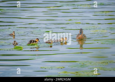 Stockenten spielen in Seerosenblättern Stockfoto