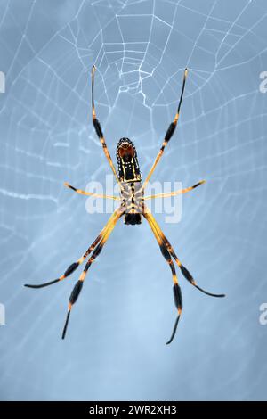 Makroaufnahme einer goldenen Seidenspinne (Trichonephila Clavipes) im Netz, kühl blauer Hintergrund, zentriert Stockfoto