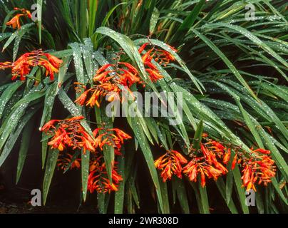 Leuchtend orange-rote Blüten von Crocosmia masoniorum (Giant Montbretia) mit nassgrünem Laub mit Wassertropfen, die im englischen Garten, Großbritannien, wachsen Stockfoto