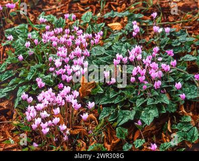 Cyclamen hederifolium (Efeublättrige Cyclamen) „Persisches Violett“-Blüten, die im englischen Garten, Großbritannien, wachsen Stockfoto