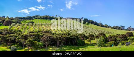 Ein Anwesen auf einem Hügel, das über Reihen von gepflanzten Olivenbäumen im Onetangi Valley, Waiheke Island, Aotearoa/Neuseeland gebaut wird. Stockfoto