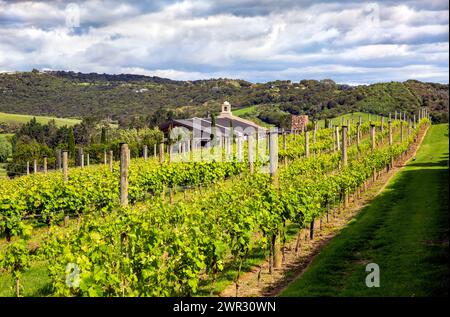 Weinberge im Tantalus Estate Vineyards im Onetangi Valley, Waiheke Island, Aotearoa / Neuseeland. Waiheke Island ist bekannt als Neuseelands Stockfoto