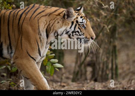 Bengalen Tiger Stalking, Bandhavgarh National Park, Indien Stockfoto