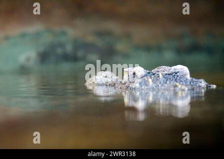 Alligator aus dem Wasser, Augen wachsam, in einer natürlichen und ruhigen Umgebung. Stockfoto