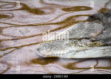 Alligator aus dem Wasser, Augen wachsam, in einer natürlichen und ruhigen Umgebung. Stockfoto