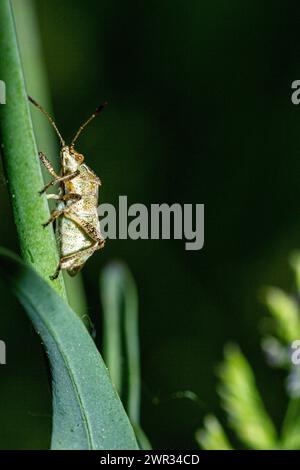 Makro eines Rhaphigasternebulosa Stockfoto